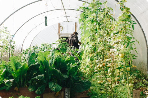 plants