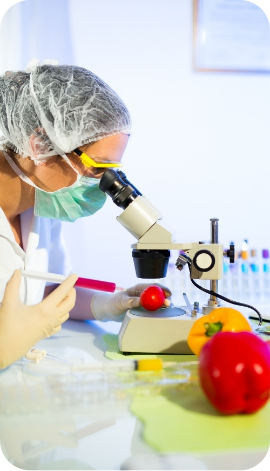 woman observing a tomato with a microscope